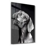 Innocent Dog | Glass Wall Art