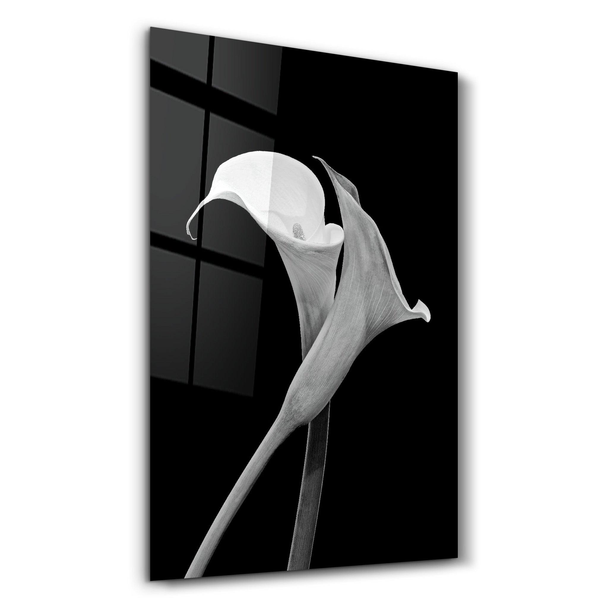 Arum Lily | Glass Wall Art - Artdesigna