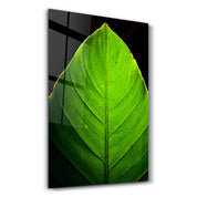 Green Leaf 1 | Glass Wall Art - Artdesigna