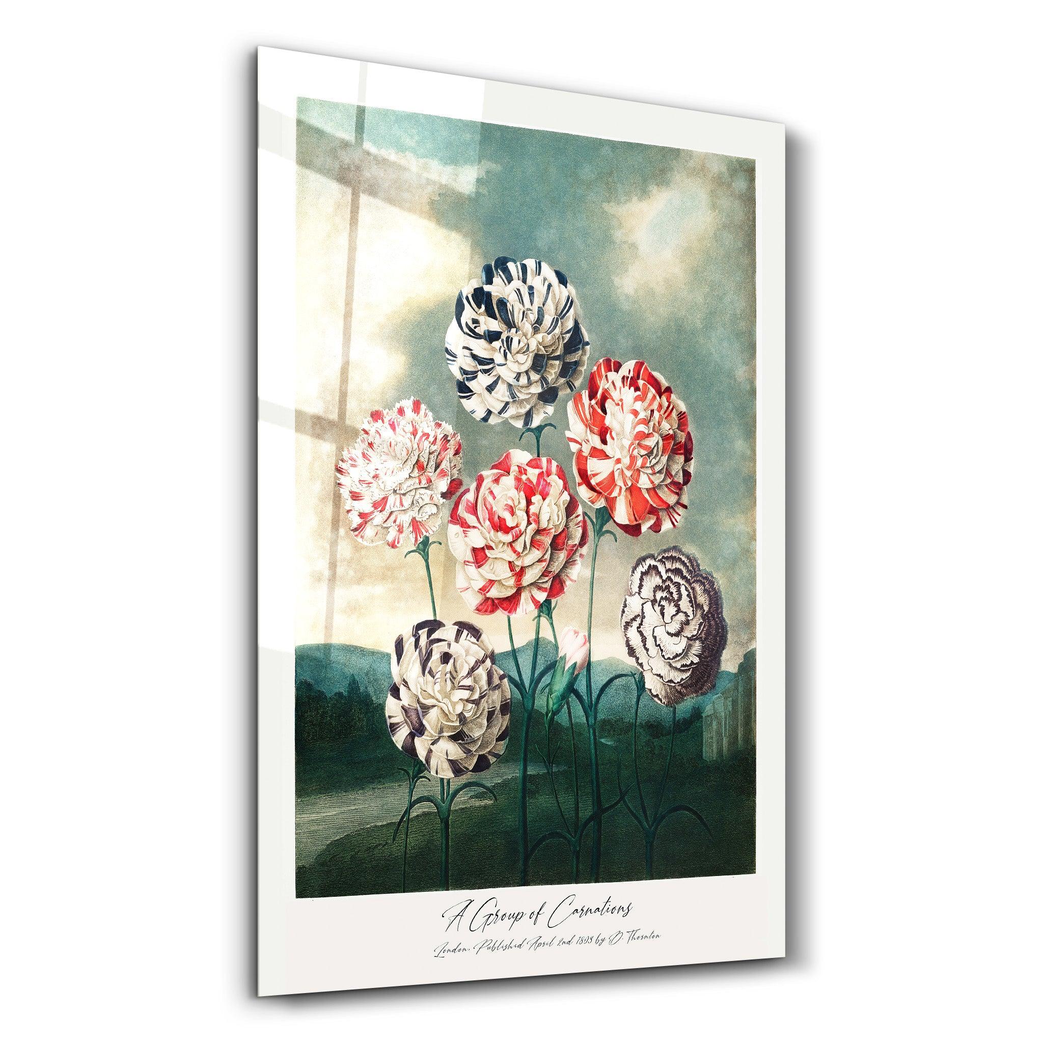 Robert John Thornton - A Group of Carnation | Gallery Print Collection Glass Wall Art - Artdesigna