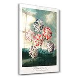 Robert John Thornton - A Group of Carnation | Gallery Print Collection Glass Wall Art