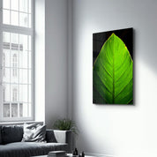 Green Leaf 1 | Glass Wall Art - Artdesigna