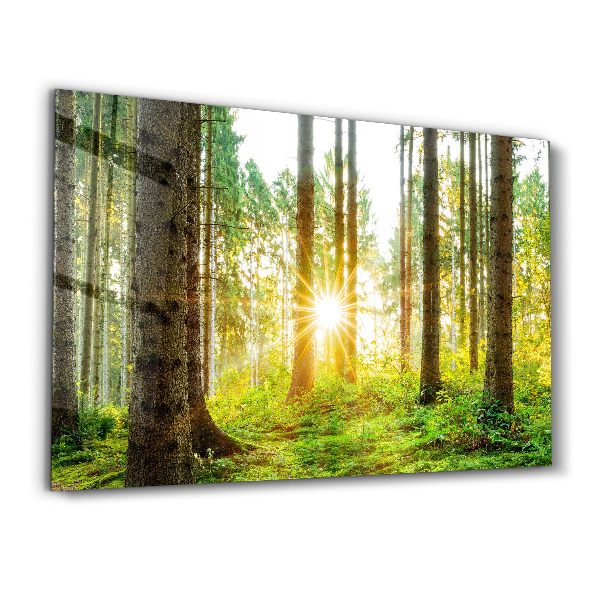 The Forest | Glass Wall Art