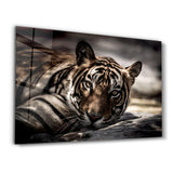Tired Tiger | Glass Wall Art