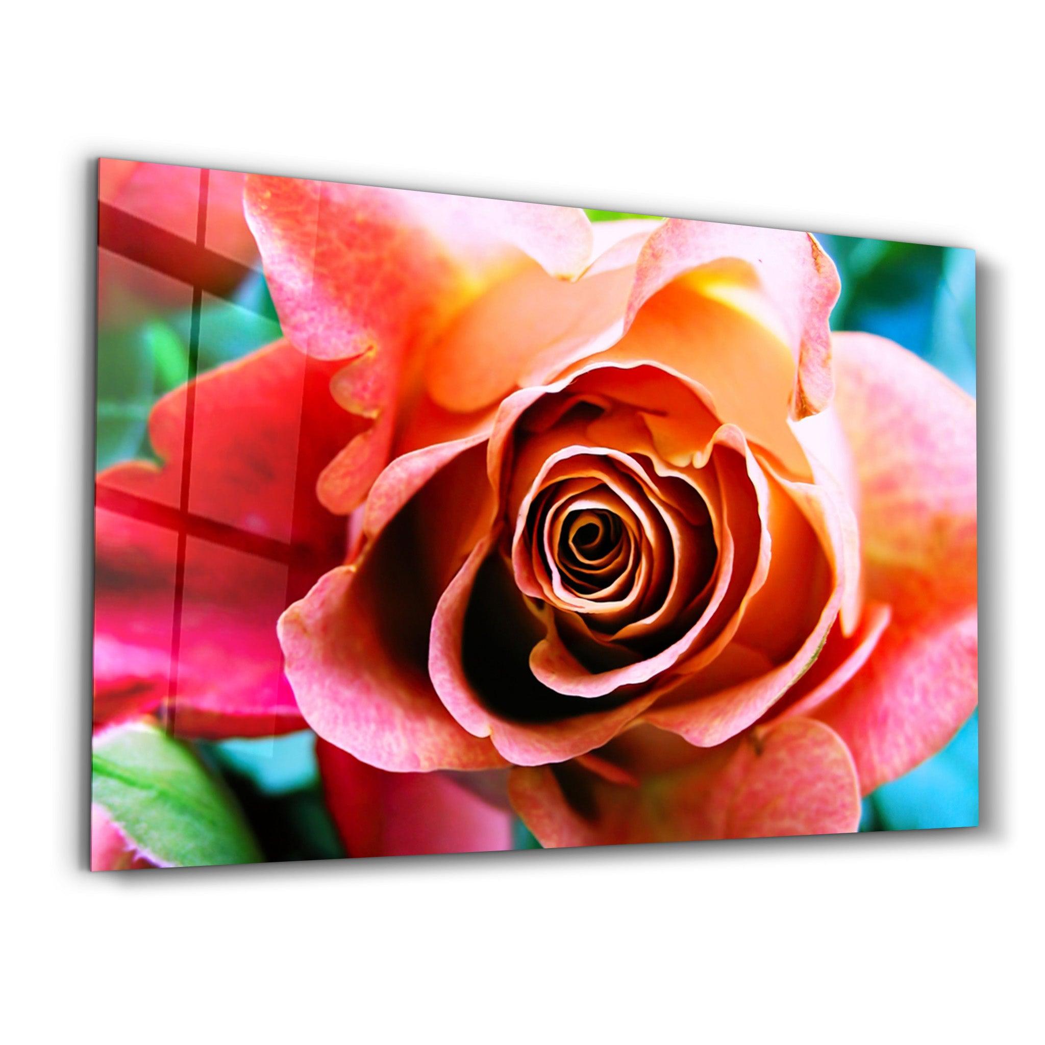 Floribunda Rose | Glass Wall Art - Artdesigna