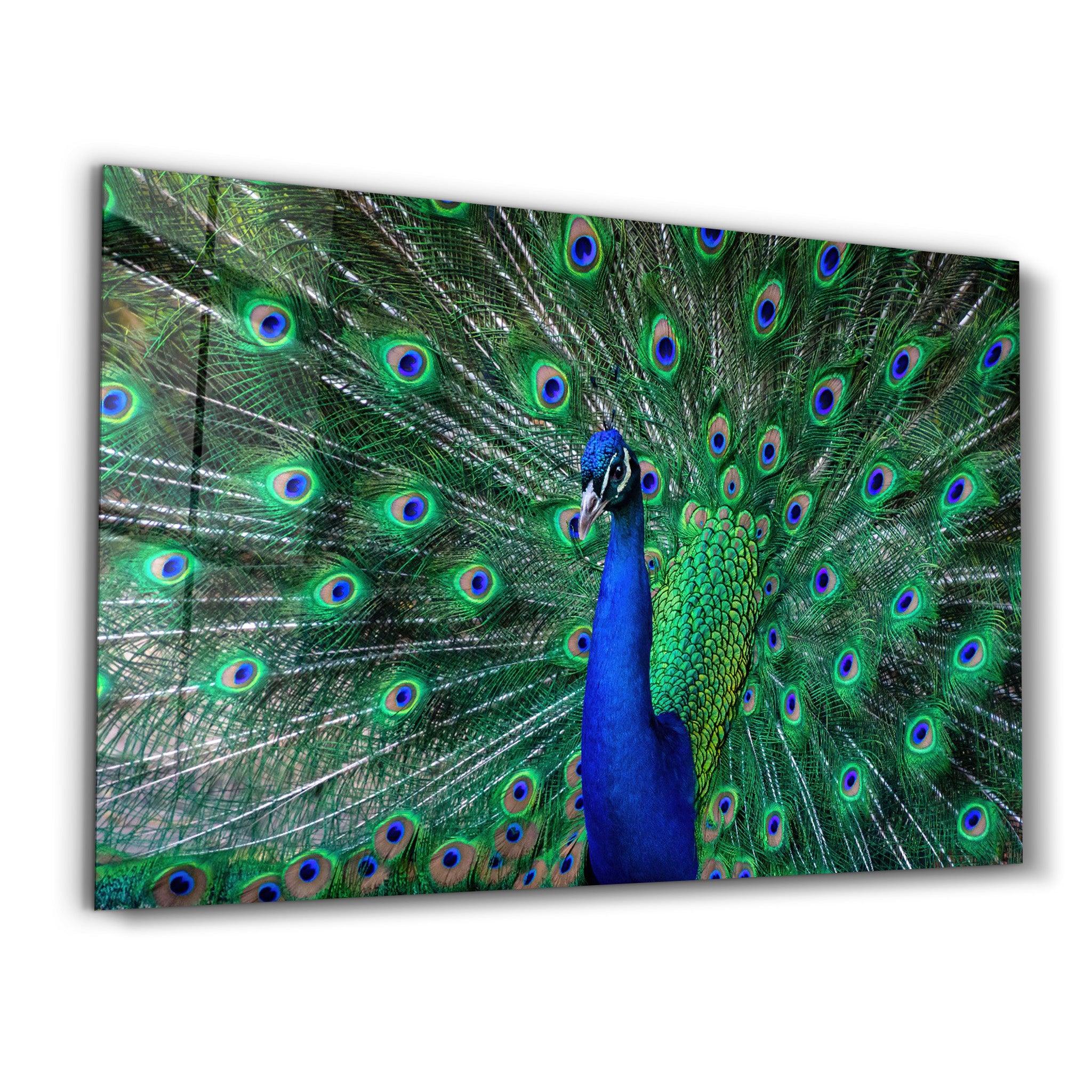 The Peacock | Glass Wall Art - Artdesigna