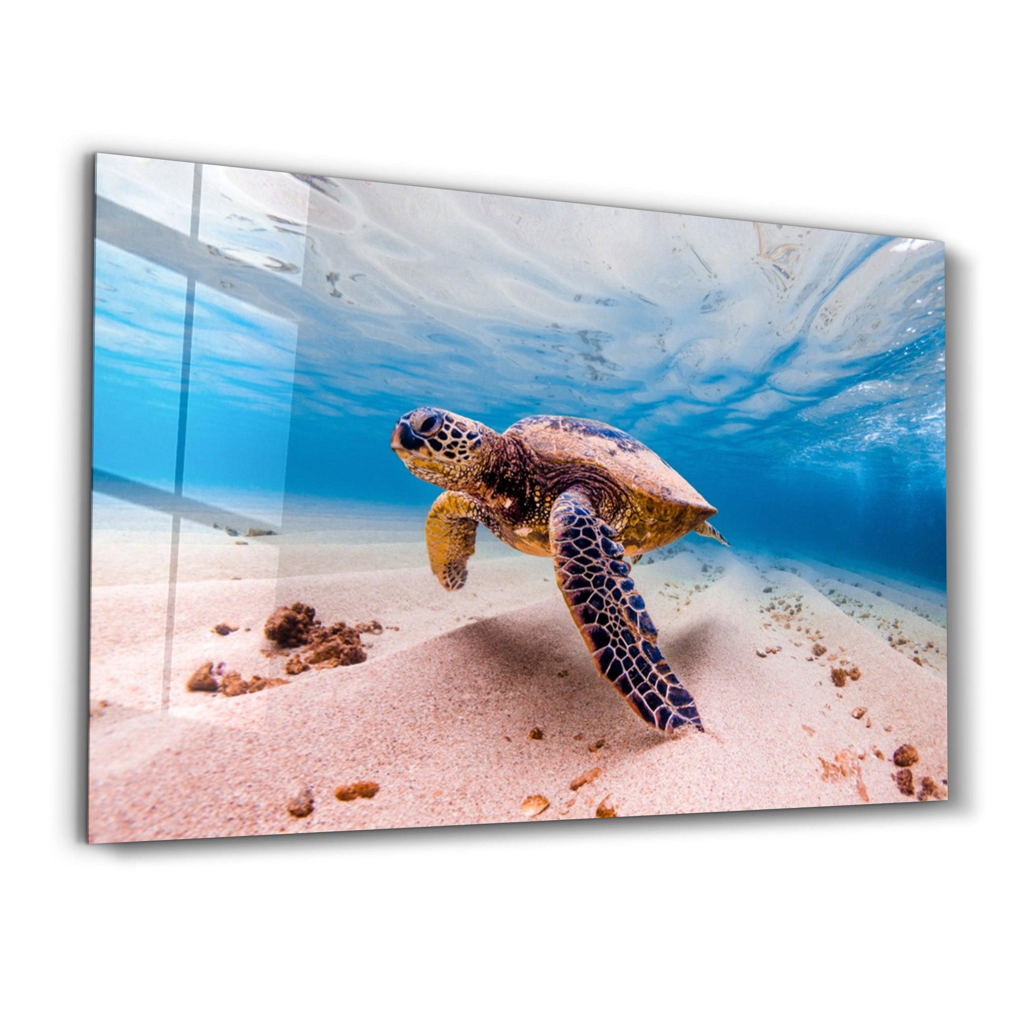 Sea Turtle | Glass Wall Art - Artdesigna