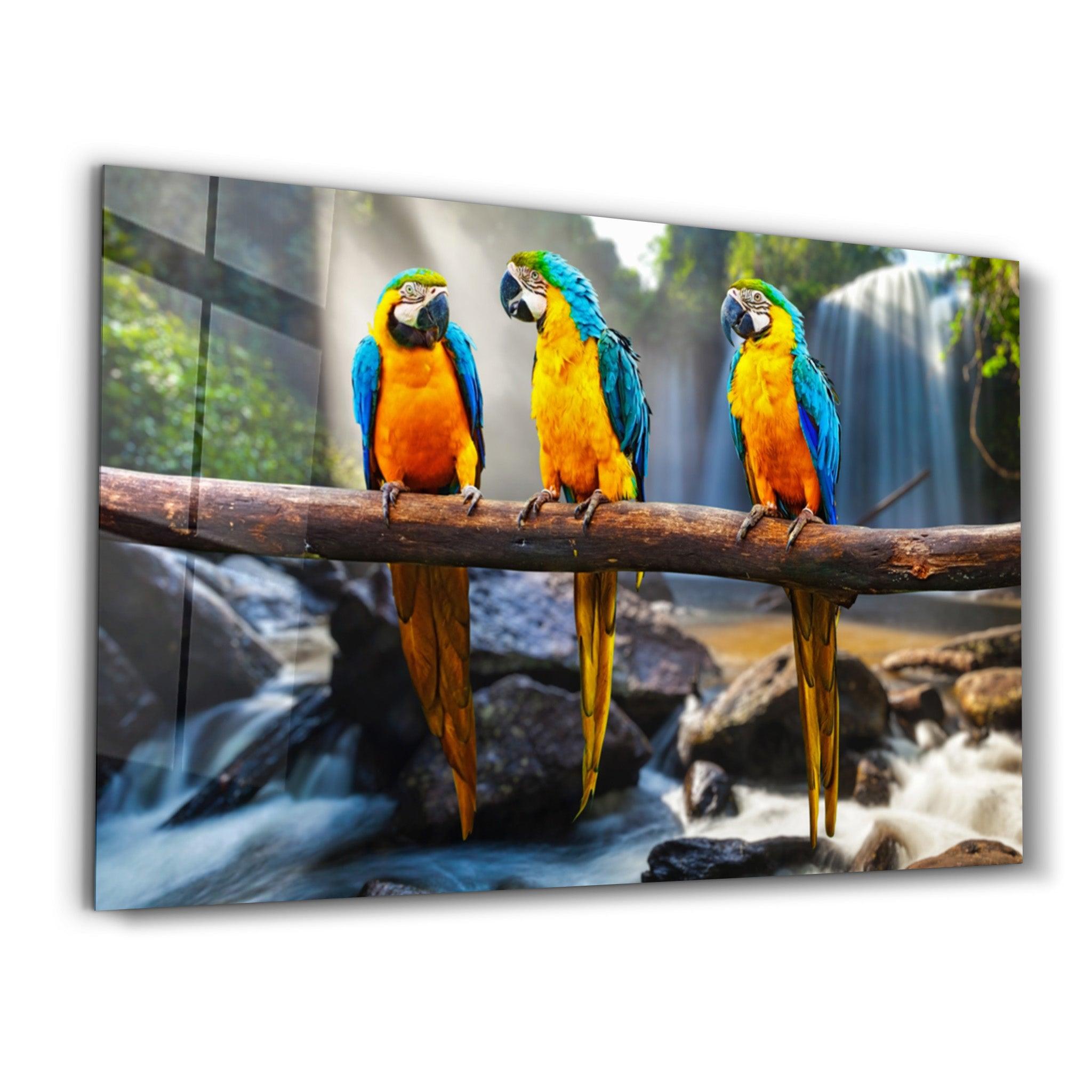 Parrots | Glass Wall Art - Artdesigna