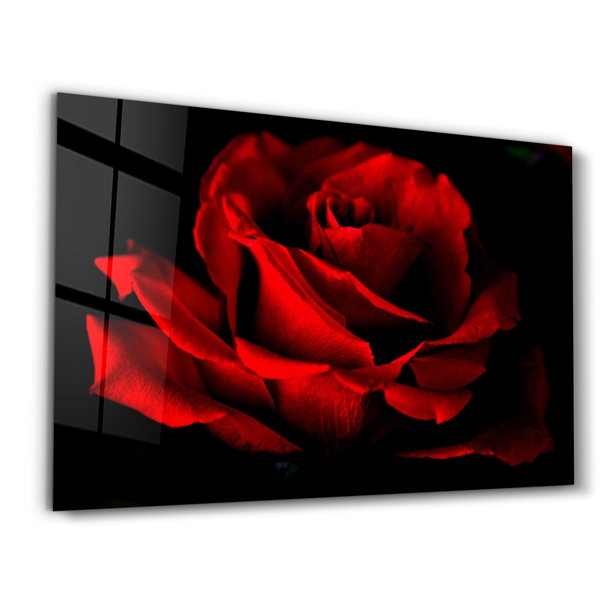 Red Rose | Glass Wall Art - Artdesigna