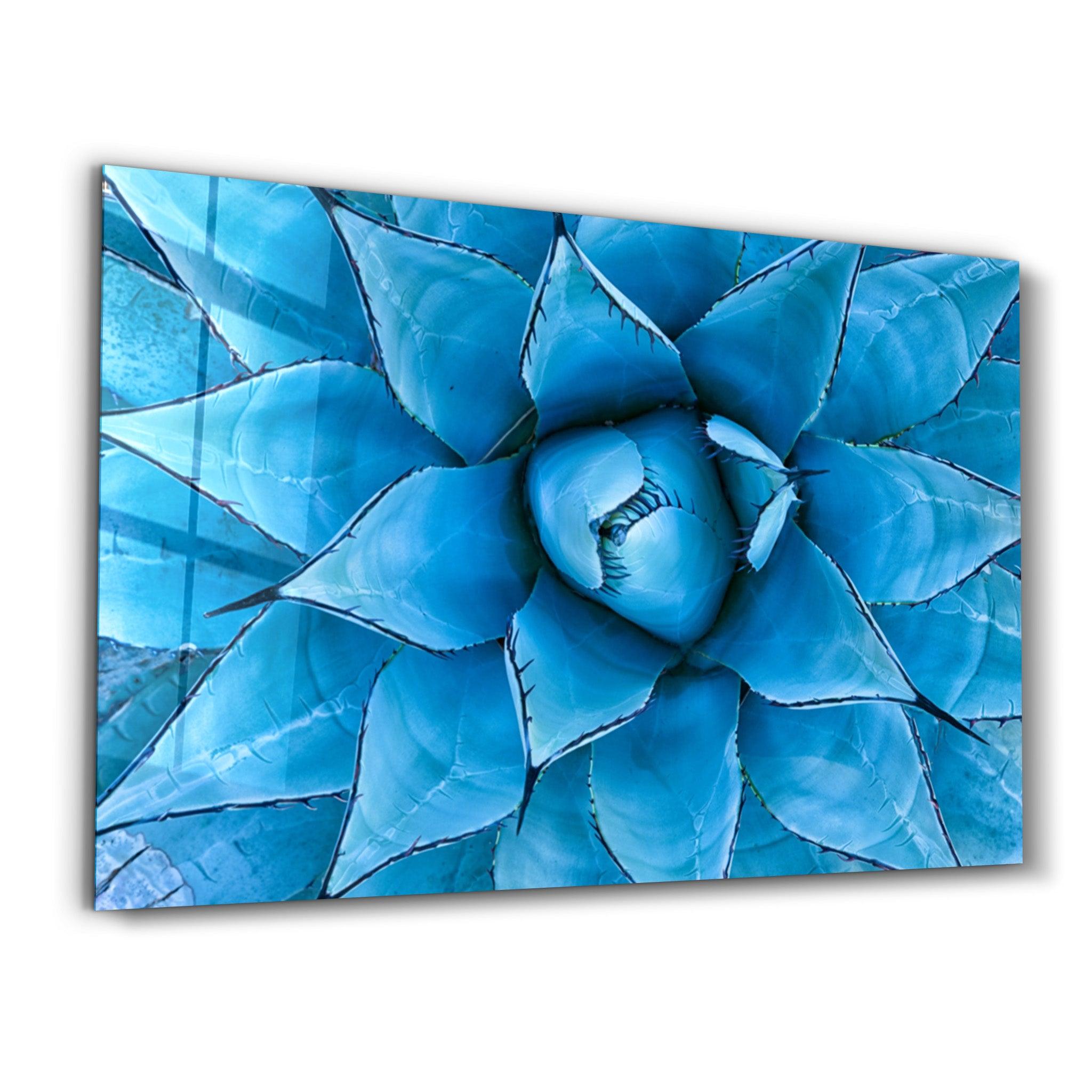 Azure Agave | Glass Wall Art - Artdesigna