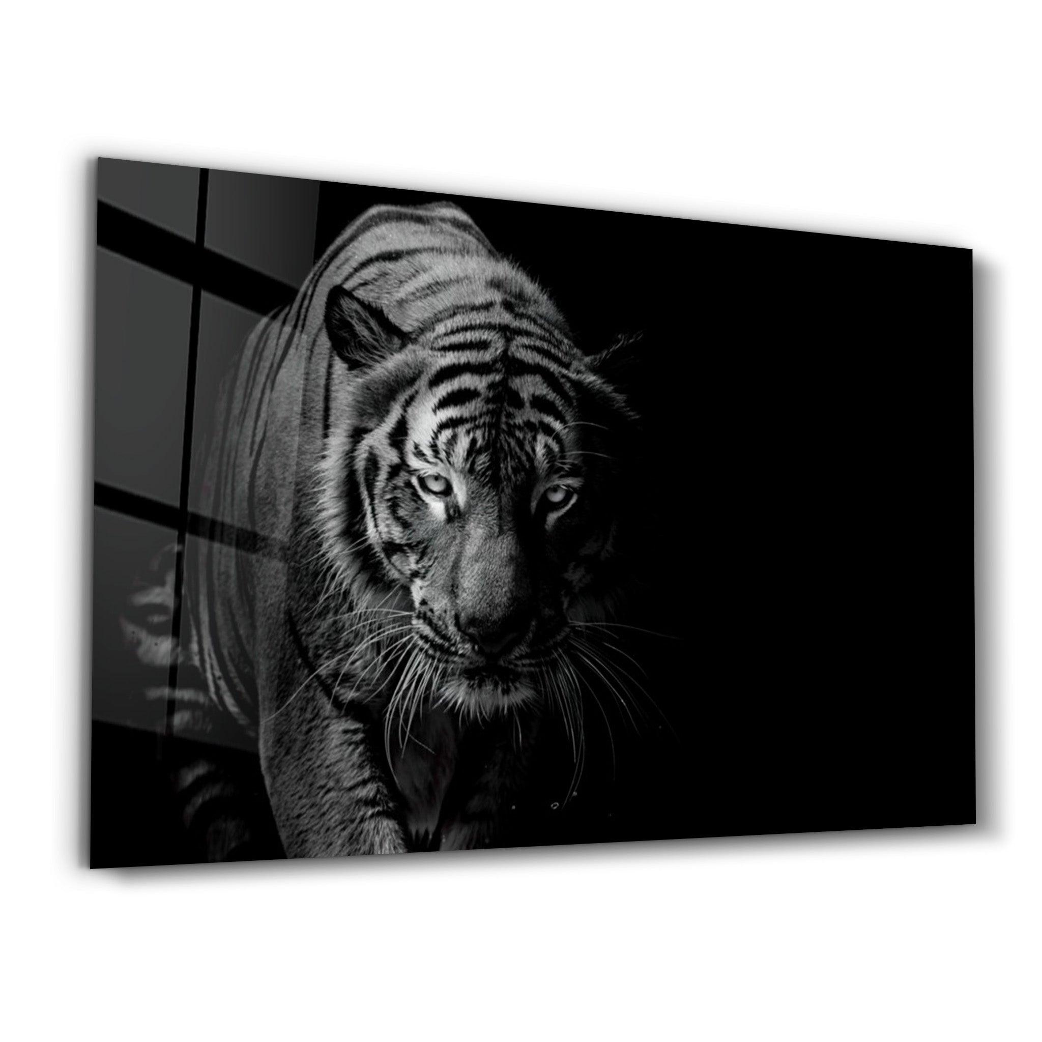 Tiger in the Black | Glass Wall Art - Artdesigna