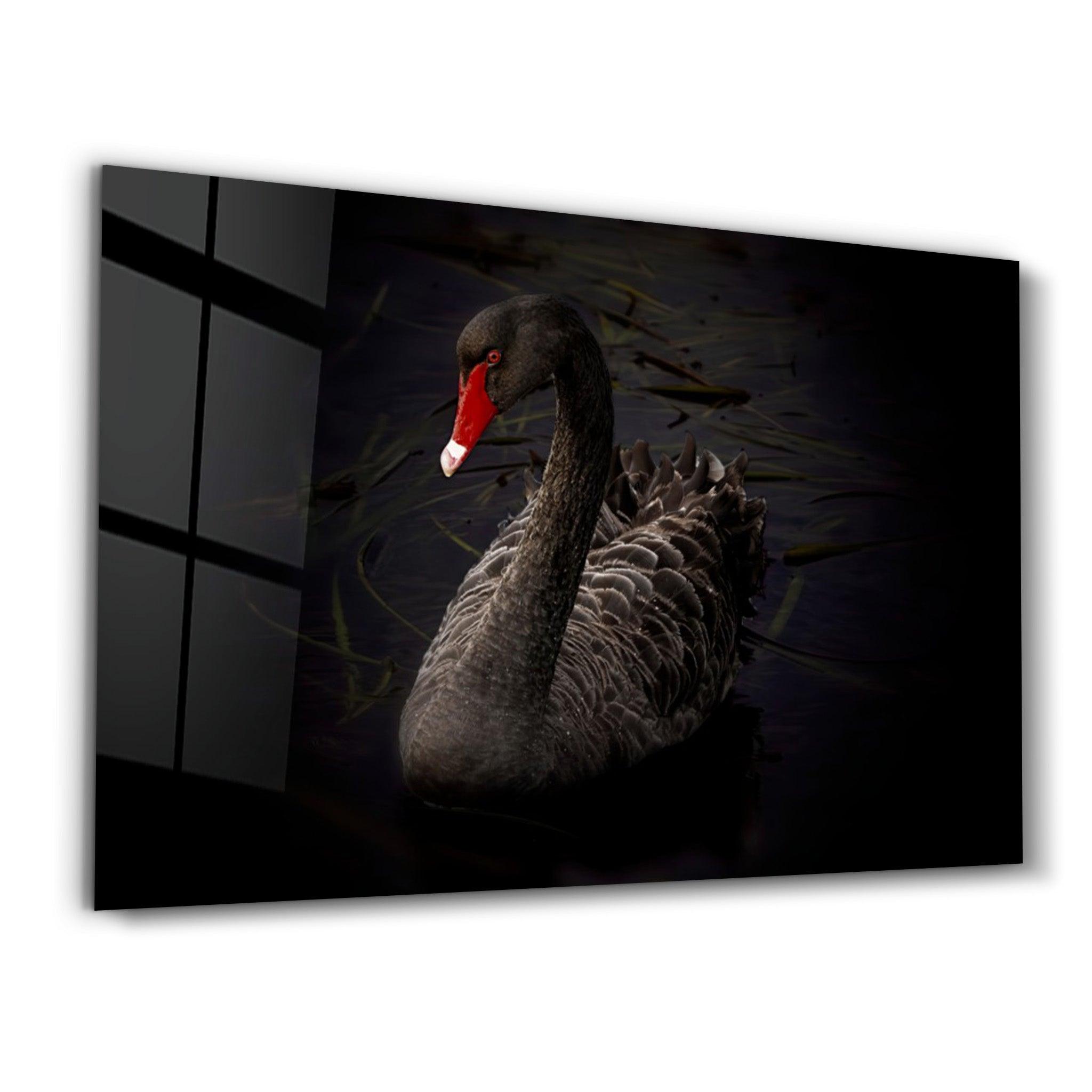 Black Goose | Glass Wall Art - Artdesigna