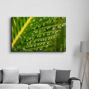 Green Leaves with Water Drops | Glass Wall Art - Artdesigna