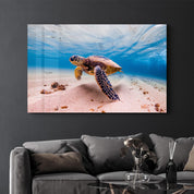 Sea Turtle | Glass Wall Art - Artdesigna