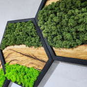 Honeycomb Moss & Olive Tree | Premium Handmade Wall Sculptures