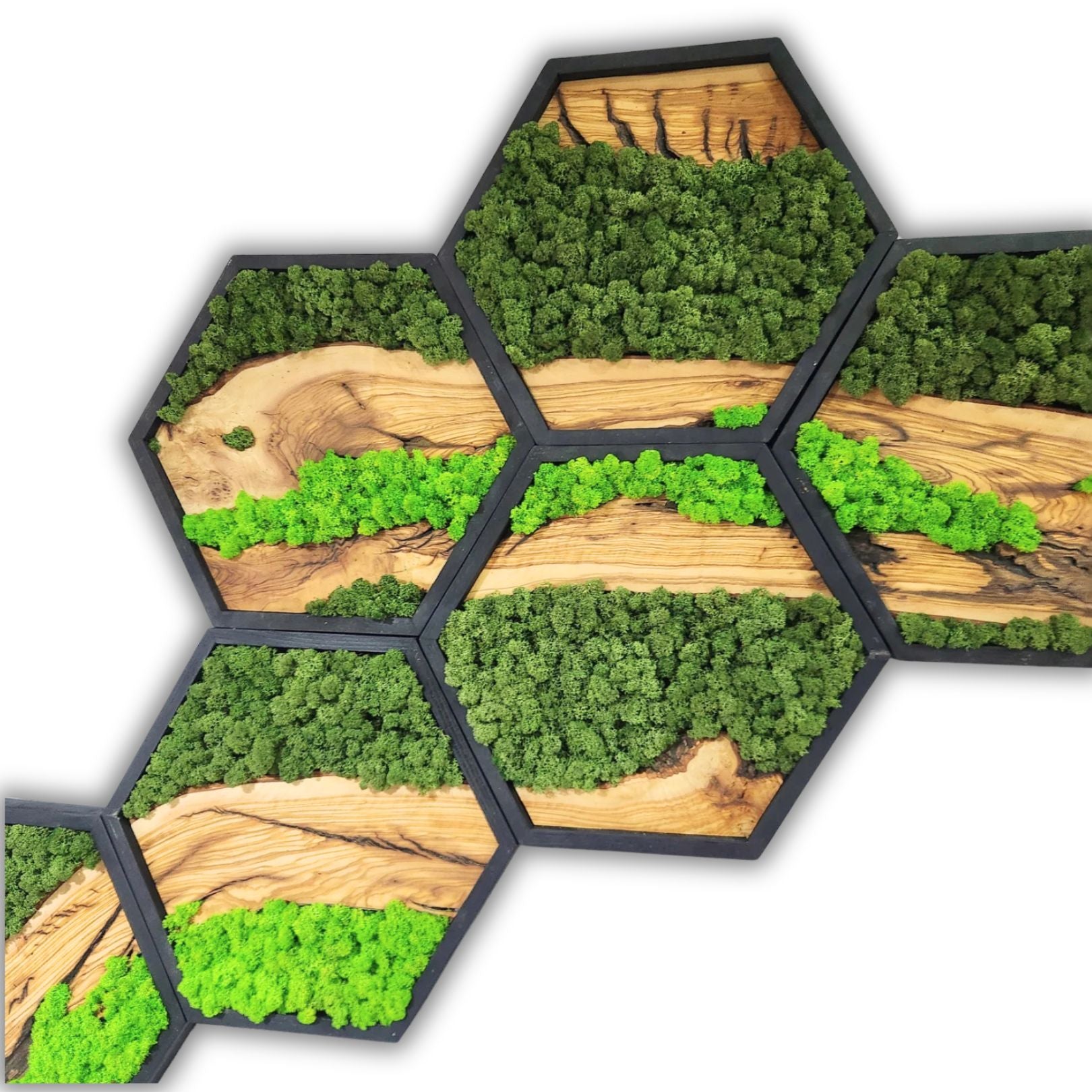 Honeycomb Moss & Olive Tree | Premium Handmade Wall Sculptures