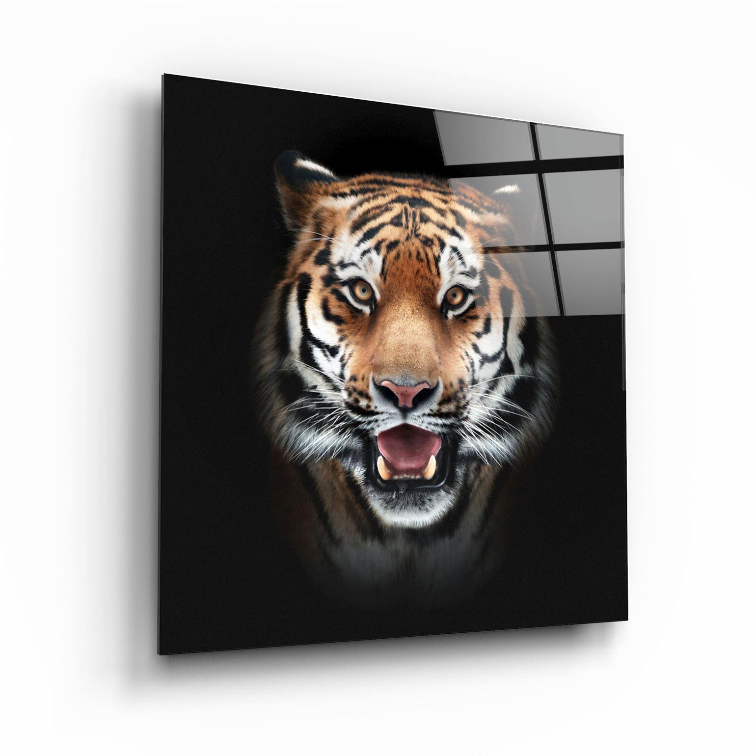 Tiger's Gaze | Glass Wall Art - Artdesigna